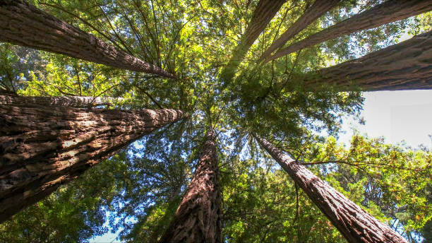 Sanford, NC Tree Services Company